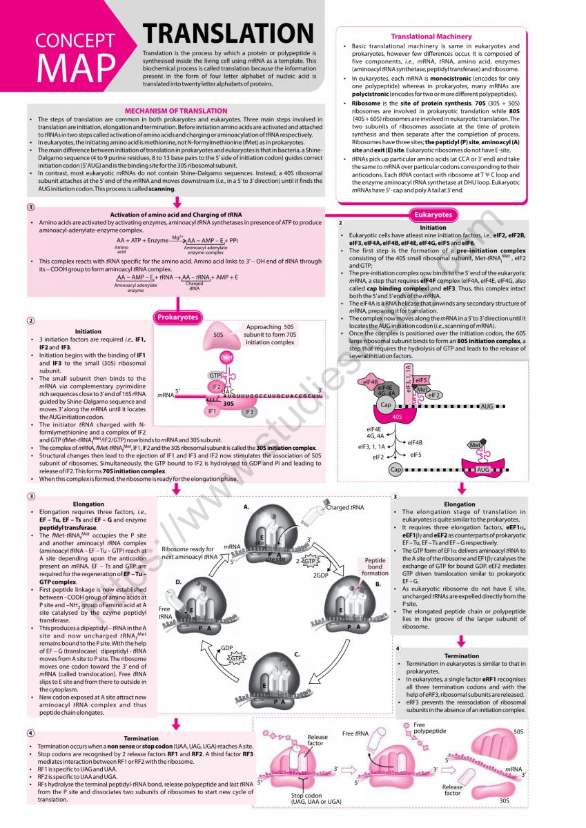 Neet Biology Translation Concept Map 7398